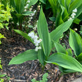 Set 6 Pips White Lily of the Valley Roots, Lily of the Valley Live Plant, White Flower Blooms for Growing