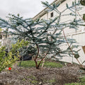 Blue Eucalyptus Plant Live, Live Eucalyptus Plant Indoor, 2.5 Inc Pot
