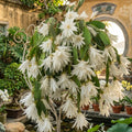 White Easter Cactus Live Plant, Hardy Perennial Easter Cactus, Vibrant Blooming Spring Cactus, Indoor Houseplant, Flowering Holiday Cactus, 4–6 Inch Tall