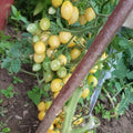 White Tomato Cherry Live Plant in 4 Inch Pot, Sweet Tomato Cherry Plants Live 8-10 Inch Tall, Seedling Vegetable Plant for Planting Outdoor Garden
