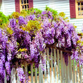 Purple Wisteria Tree Live Plant for Planting Outdoors, 2.5 Inch Pot, Well Rooted, Wisteria Tree Live Plant
