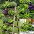 Set 4 Fresh Herb Plants, Fragrant Culinary Herb Collection 3-6 Inch Kitchen and Garden, Assorted Varieties, Bare Root