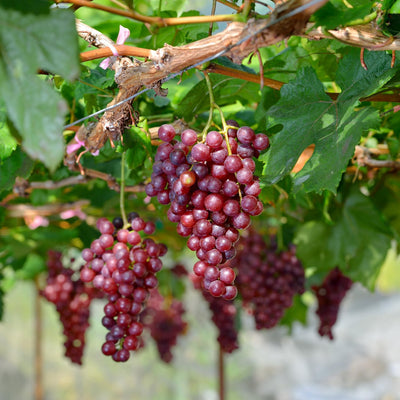 Red Flame Grape Vine, 1-2 Year Old, Live Grape Fruit Plant Live, Cold Hardy Grape Tree