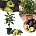 HASS Avocado Tree Live Plant, Avocado Plant, Cold Hardy, 6-12 Inc Tall