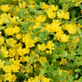 Golden Creeping Jenny Plug Plant, Perennial Ground Cover, Vibrant Golden Trailing Vine, 2-5 Inches Tall for Indoor Outdoor Planting
