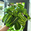 2 Rare Prayer Plants Live, Hardy Prayer Plants Live House Plant for Indoor Spaces, 3-5 Inch Height, Maranta Plant in 3'' Pot, Well-Rooted