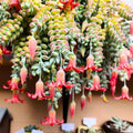 Cotyledon Pendens Succulent Live Plant in 4 Inch Pot, Trailing Succulent Plant Live Houseplant