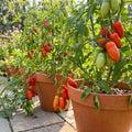 San Maranzo Tomato Live Plant, 2 Plant Per Pot, Red Tomato Plant 5-8" Tall