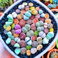 Lithops Live Plants Mix Lithop Succulents Plants Live Bulk, 20Pcs Rock Living Stone Succulent Live Plants Large Size Live Houseplant