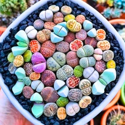 Lithops Live Plants Mix Lithop Succulents Plants Live Bulk, 20Pcs Rock Living Stone Succulent Live Plants Large Size Live Houseplant