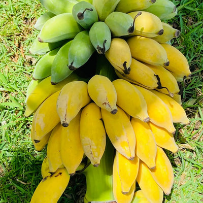 Sets 2 Banana Trees Live Plants in 2.5" Pot, Winter Hardy, Fruit Banana Plants Live for Planting, Dwarf Cavendish Variety