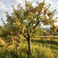 Honey Crisp Apple Tree Live Plant, Apple Fruit Tree, 6-10 Inch Tall