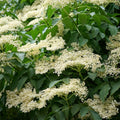 Black Elderberry Bush Live Plant, Berry Shrub, 8-12 Inch Tall