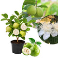 Guava Tree Live Plant 6-9” Tall, Tropical Guava Seedling for Garden and Container Growing (White Guava)