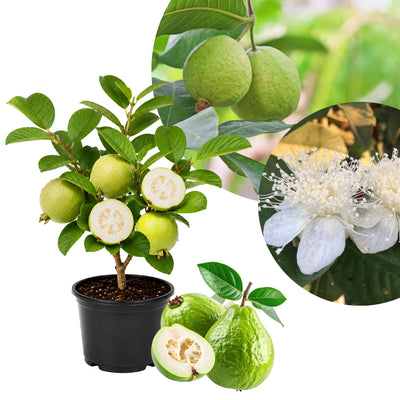 Guava Tree Live Plant 6-9” Tall, Tropical Guava Seedling for Garden and Container Growing (White Guava)