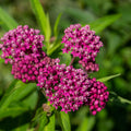 2 Milkweed Live Plants 4–7 Inches Tall, Milkweed Flowering Plants for Garden Beds, Borders or Landscape (Pink Milkweed)