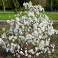 Star Magnolia Tree Live Plant, Magnolia Plant Live, 6 to 9 Inc Tall, Shrub Flower Plant for Garden Indoors Outdoors,