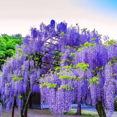 Purple Wisteria Tree Live Plant in 2.5 Inch Pot Size, Wisteria Tree Live Plant for Planting Outdoors