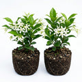 2 Blooming Jasmine Plants Live, Star Jasmine Live Plant, 5 to 7 Inc in Height, Climbing Jasmine Live Plant Outdoor or Indoor