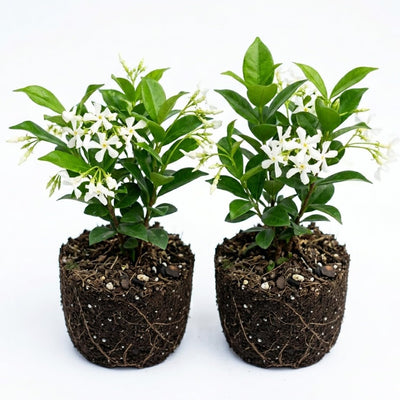 2 Blooming Jasmine Plants Live, Star Jasmine Live Plant, 5 to 7 Inc in Height, Climbing Jasmine Live Plant Outdoor or Indoor