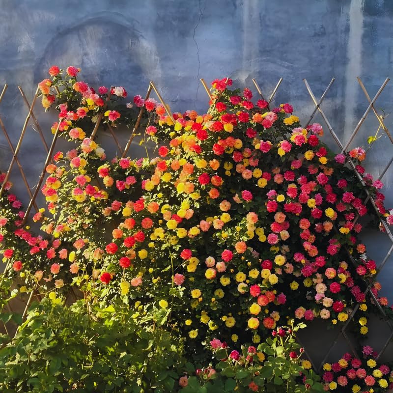 Climbing Roses Live Plant, Climbing Rose Plant Live, 5 to 7'' Tall, Fragrant Flower Bush Plants for Gardening (Orange Yellow)