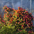 Climbing Roses Live Plant, Climbing Rose Plant Live, 5 to 7'' Tall, Fragrant Flower Bush Plants for Gardening (Orange Yellow)