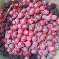 Serviceberry Live Plant, Berry Bush Plant, 1-2 Ft Tall