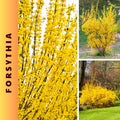 Lynwood Forsythia Live Plant, Well Rooted from 8-12 Inches Height, Vibrant Shrub for Outdoor Landscaping