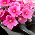 African Violet Plant, Live African Violet Flowers in 4'' Pot, Low-Maintenance Indoor Flowering Plant with Vibrant Blooms (Pink Blooms)