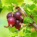 Jeanne Gooseberry Bush Live Plant Well Rooted, Berry Plant Live for Planting, 5-9" Tall