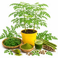 2PPP Moringa Plants Live, Malunggay Trees 5-8 Inches Tall