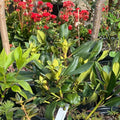 1-2 Feet Rhododendron Plants Live Bush Shrubs in 1 Gallon Pot for Planting, Azalea Bush Ready Plant, Live Rhododendron Plant Azalea (Light Purple)