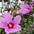 Rose of Sharon Plant, Hardy Althea Hibiscus Flowering Shrub in 4'' Pot, Outdoor Garden Starter Plant for Landscape or Hedge (Pink)