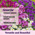 Set 2 Live Aster Plants, Colorful Fall-Blooming Aster Flowers, Flower Beds and Outdoor Growing 3-5 Inch Tall