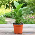 Live Peace Lily Plant, Live Indoor Flowering Houseplant, White Flower, 5-9 Inches in Height, 4 Inch Pot for Planting