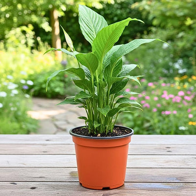 Live Peace Lily Plant, Live Indoor Flowering Houseplant, White Flower, 5-9 Inches in Height, 4 Inch Pot for Planting
