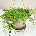 String of Turtles Live Plant, Live String of Turtles Plant, Succulents Plant Live String of Turtles, Live Plant Indoor String of Turtles, Vine Plant for Houseplant (6 Inch Potted)