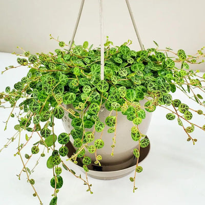 String of Turtles Live Plant, Live String of Turtles Plant, Succulents Plant Live String of Turtles, Live Plant Indoor String of Turtles, Vine Plant for Houseplant (6 Inch Potted)