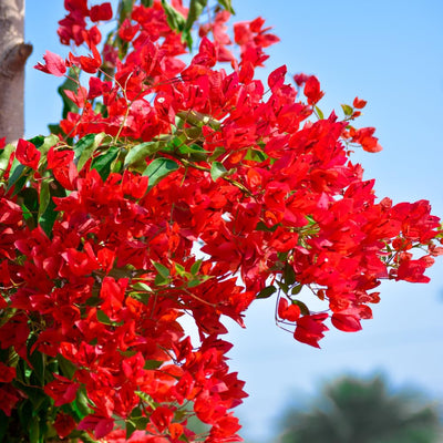 Red Bougainvillea Plant, Bougainvillea Tree Live Plant Potted from 4 to 5 Inches Tall