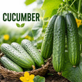 2PPP Cucumber Live Plants, Cucumber Vegetable Plant for Outdoor Planting