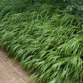 Live Japanese Forest Grass Plant, Hakonechloa Macra Plant, Live Ornamental Grass Plant, Hakonechloa Live Plant, Live Perennial Hakonechloa Grass for Outdoor Garden