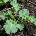 Kale Plants Live for Planting, Live Kale Vegetable in 4" Pot, 3 to 5 Inches Tall, 3 Plants Per Pot, Starter Plant for Home Garden