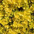 Creeping Jenny Plant Live, Golden Creeping Jenny Starter Plant in Plug, 1-3 Inc Tall, Vibrant Foliage, Indoor Outdoor Growing