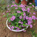 2 Purple Lantana Plants Live Trees, Ready to Bloom, Hardy Long Blooming Seasons, Vibrant Colorful Perennial Fragrant, 5-10" in Tall, Full Sun Growing