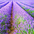 3 Lavender Plants Live Starter Plants Plugs 1-3" in Tall, Hardy Perennial Lavender for Garden and Landscape with Fragrant Purple Blooms, No Pot (Blue)