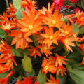 Easter Cactus Plant in 4'' Pot, Spring Blooming Succulent, Holiday Cactus, Indoor Flowering Houseplant (Orange Blooms)