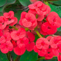 Euphorbia Milii Plant, Red Crown of Thorns Plant Live, Succulent Cactus Plant in 4 Inches Pot, Live Cactus Plant Outdoor Indoor