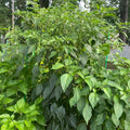 2 Pequin Hot Pepper Plants Live in 2.5 Inch Pot for Planting Outdoor, 2 Plants in 1 Pot