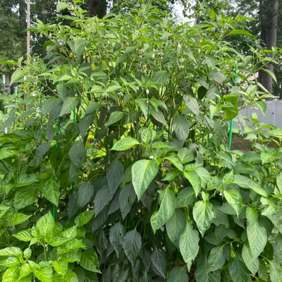 2 Pequin Hot Pepper Plants Live in 2.5 Inch Pot for Planting Outdoor, 2 Plants in 1 Pot