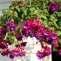 Set 2 of Fuchsia Plants, Fuchsia Live Plant, 3 to 5 Inc Long, Purple Flower Plant Live Indoor Outdoor